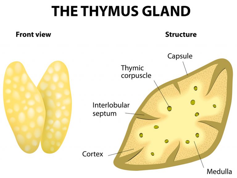 Thymus Function, Locations and Role in Immune System