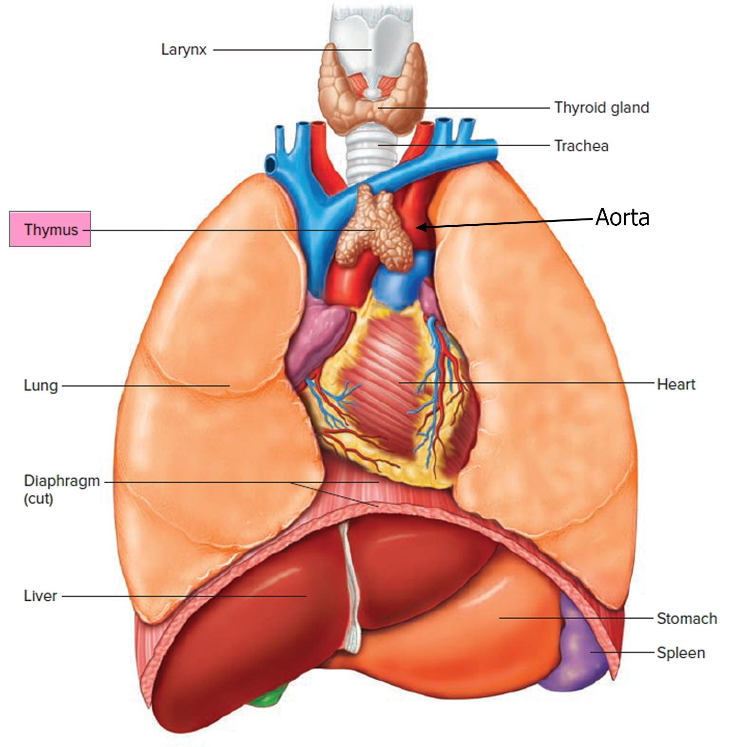 Зобная железа. Вилочковая железа, Thymus. Вилочковая железа анатомия. Тимус топография. Вилочковая железа топография.