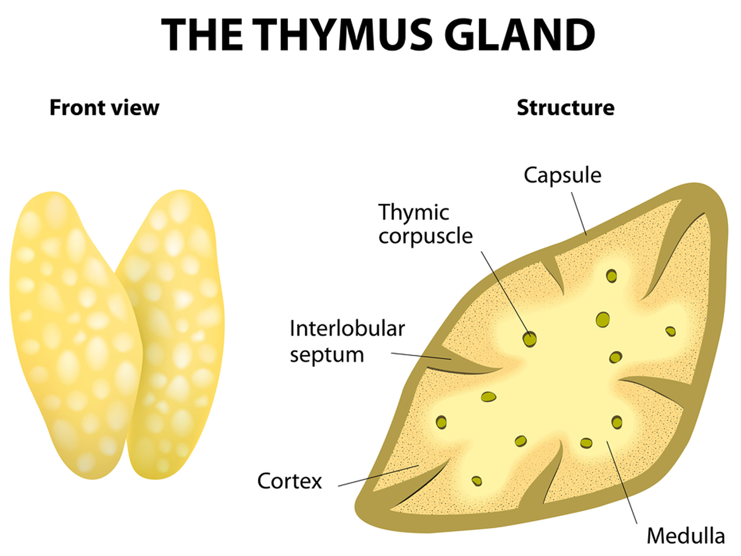 Thymus Function, Locations and Role in Immune System