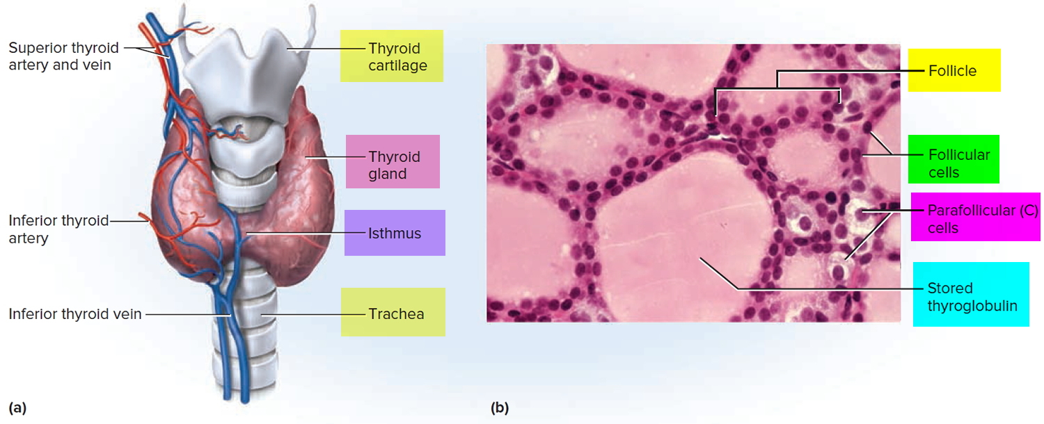 Calcitonin function, where is calcitonin produced & calcitonin uses