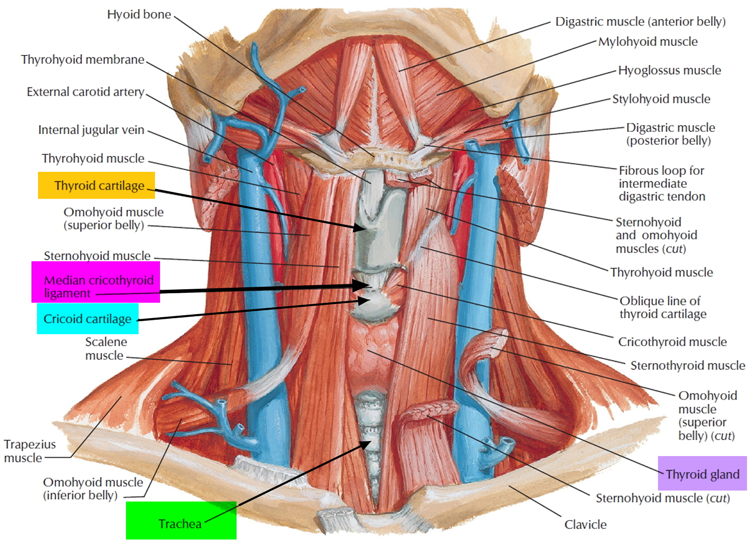 thyroid-gland-location-function-hormones-problems-and-surgery