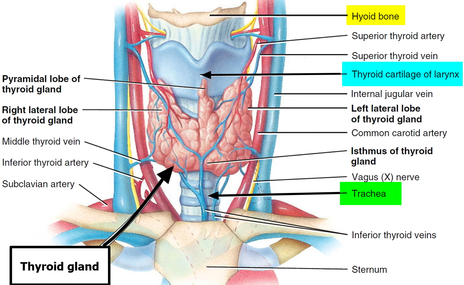 thyroid gland lying over the trachea 