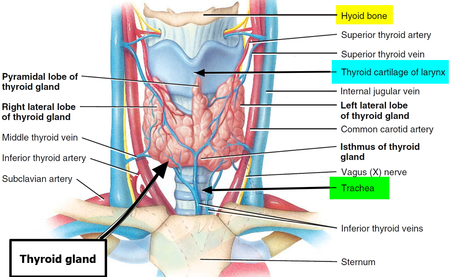 thyroid-gland-location-function-hormones-problems-and-surgery