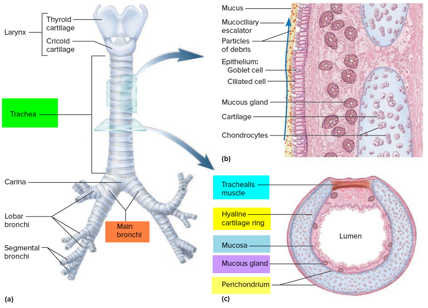 trachea anatomy