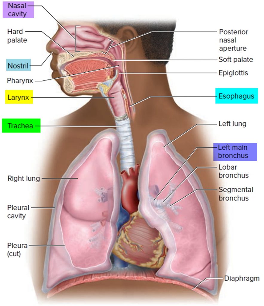 Trachea Anatomy & Function Trachea and Esophagus Location