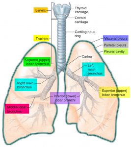 Pneumothorax - Causes, Signs, Symptoms, Treatment