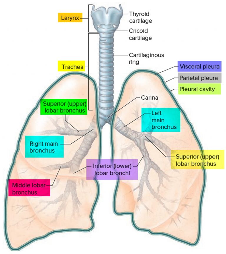 if the bronchioles are dilated the anatomic dead space