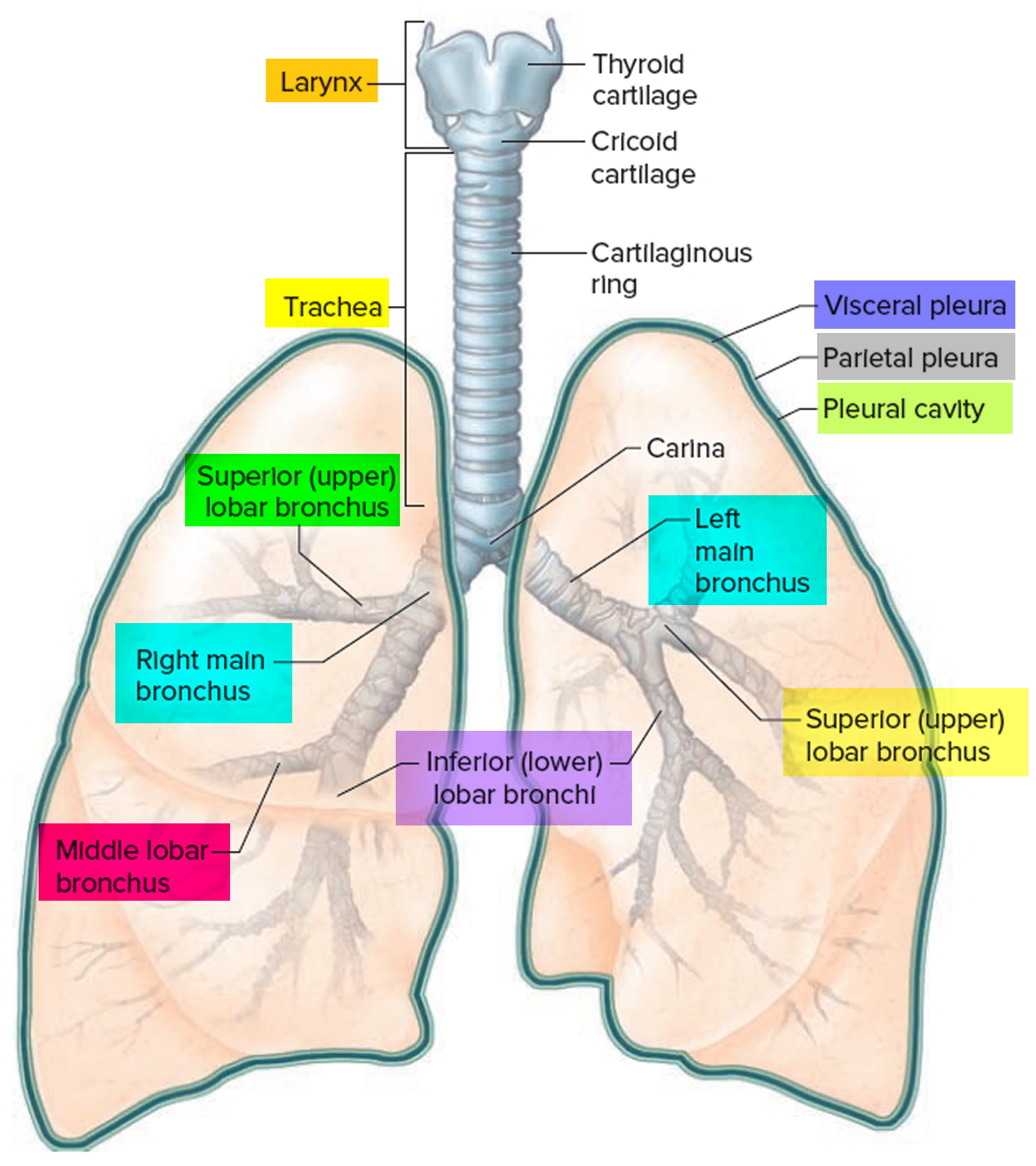trachea-bronchus-lungs