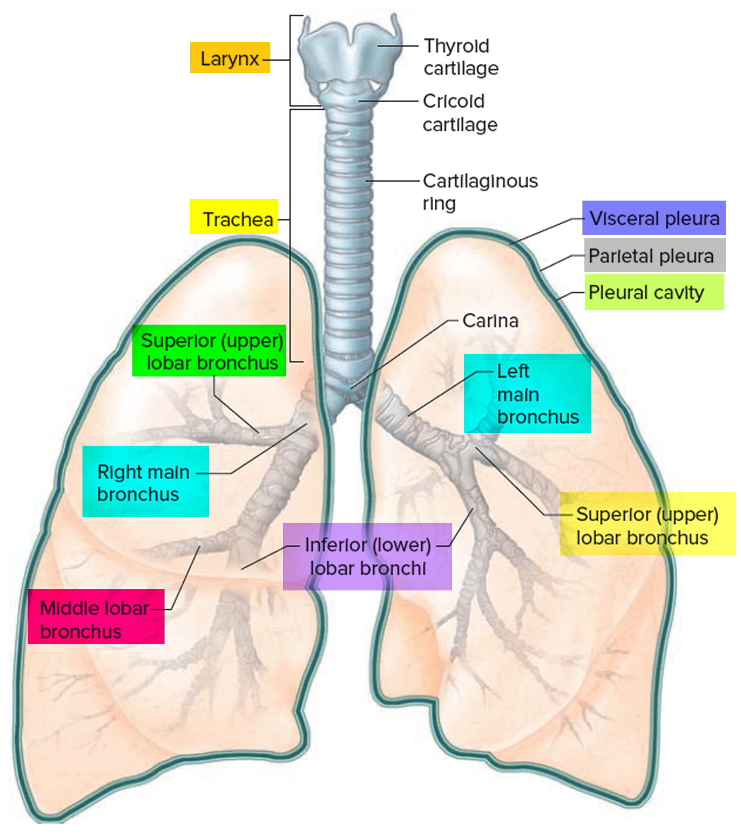 Lung Anatomy & Function Lung Nodule, Lung Disease and Lung Infection