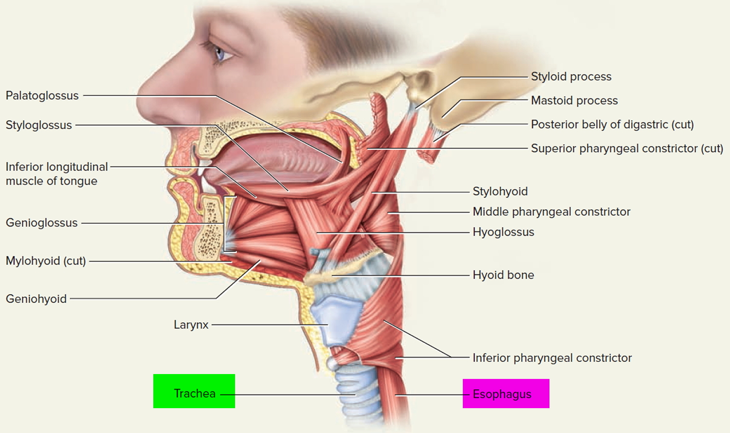 larynx and pharynx trachea