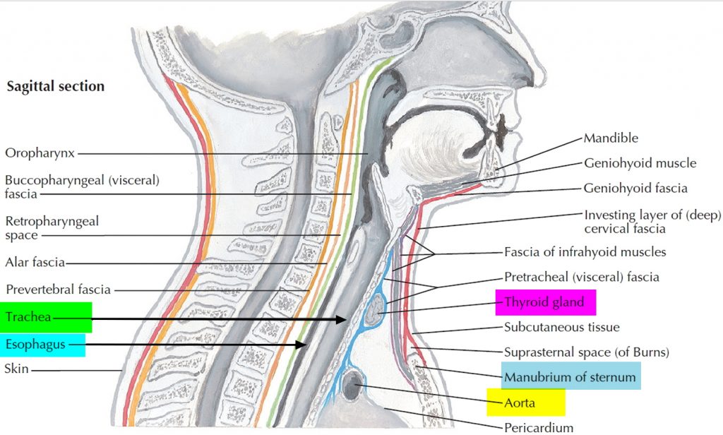 Windpipe Esophagus Structure at Stephen Hill blog