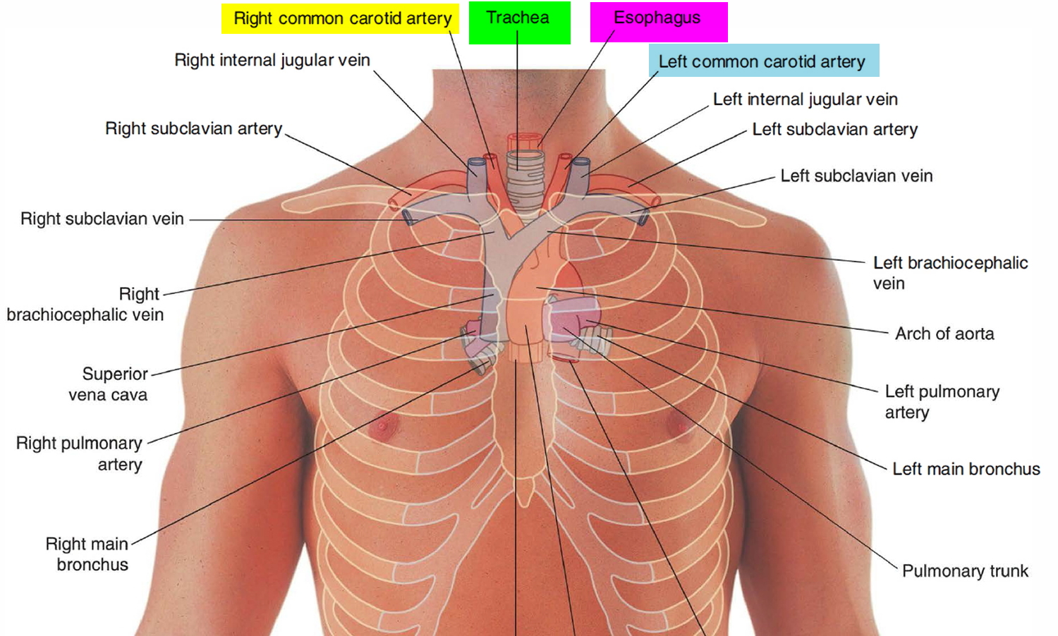 Trachea Anatomy Function Trachea And Esophagus Location