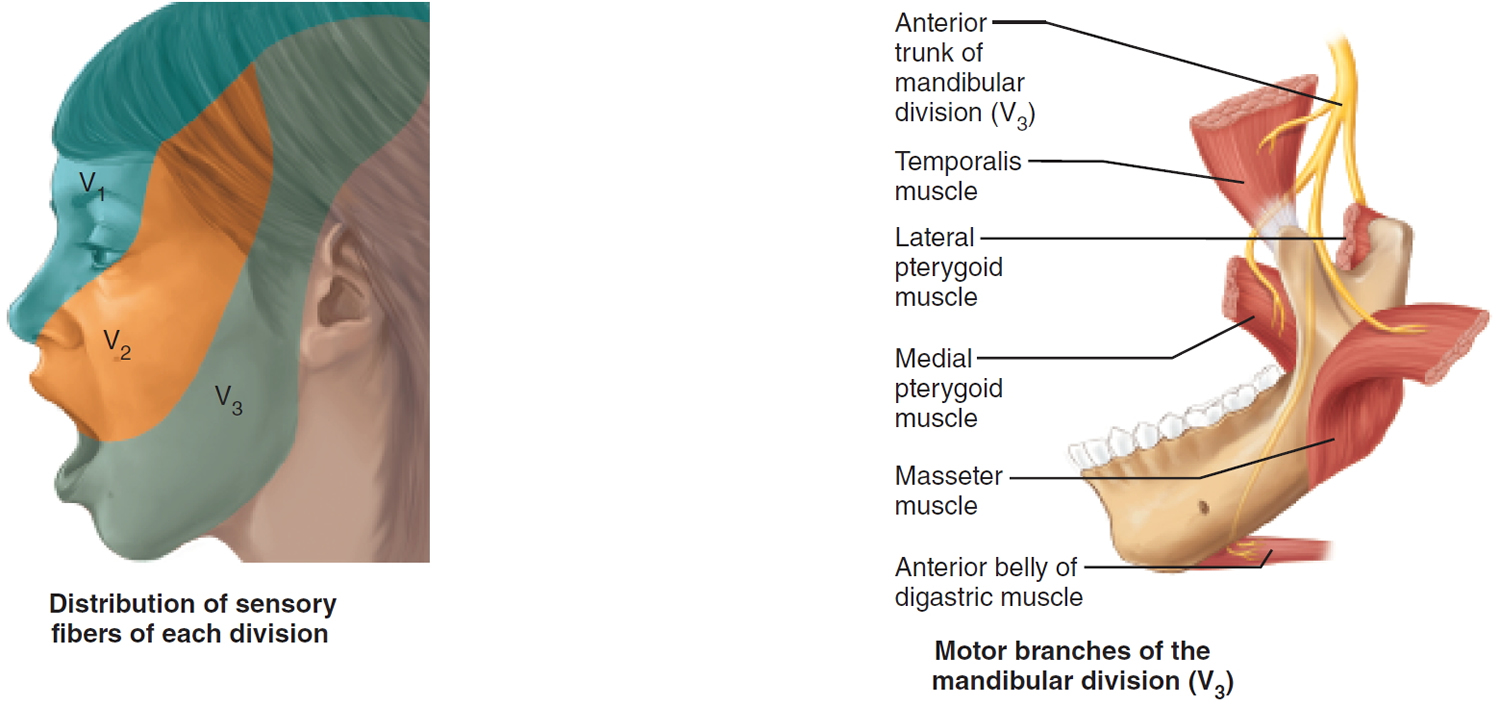 Cranial Nerves Names Of The 12 Cranial Nerves Mnemonic And Function