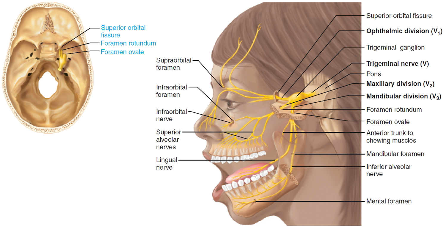 trigeminal nerve - cranial nerve 5