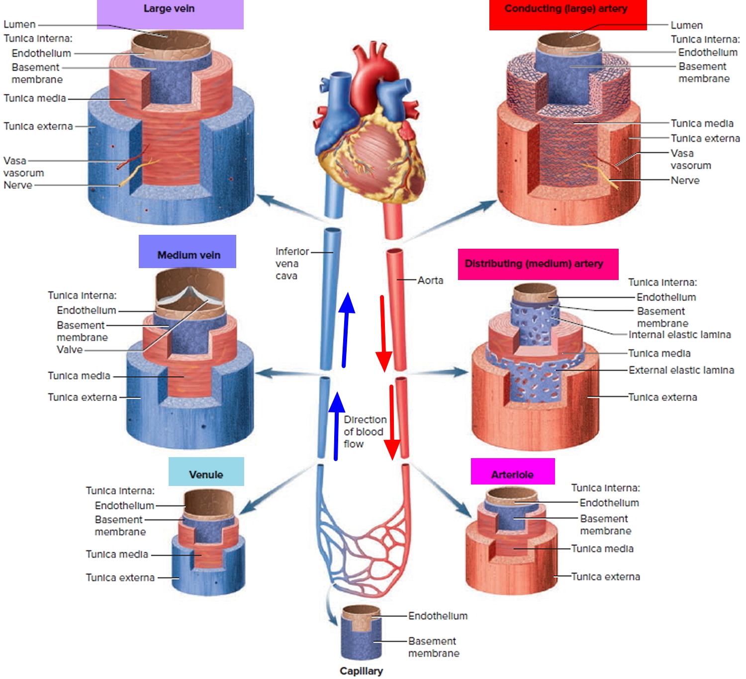 network-of-miles-long-blood-vessels-in-human-body-messagetoeagle