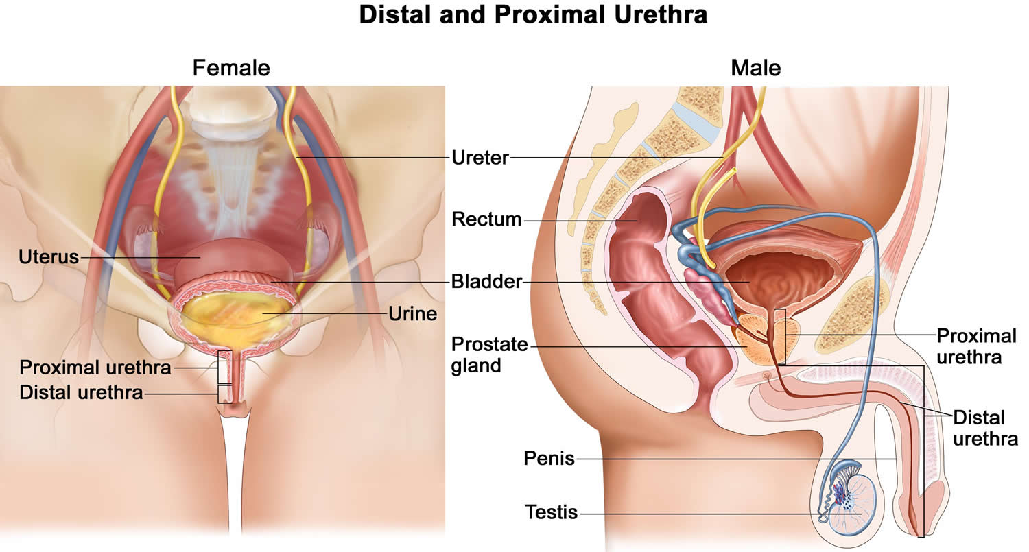 Urethra - Causes of Urethra Pain, Itchy, Burning Urethra - Stretching