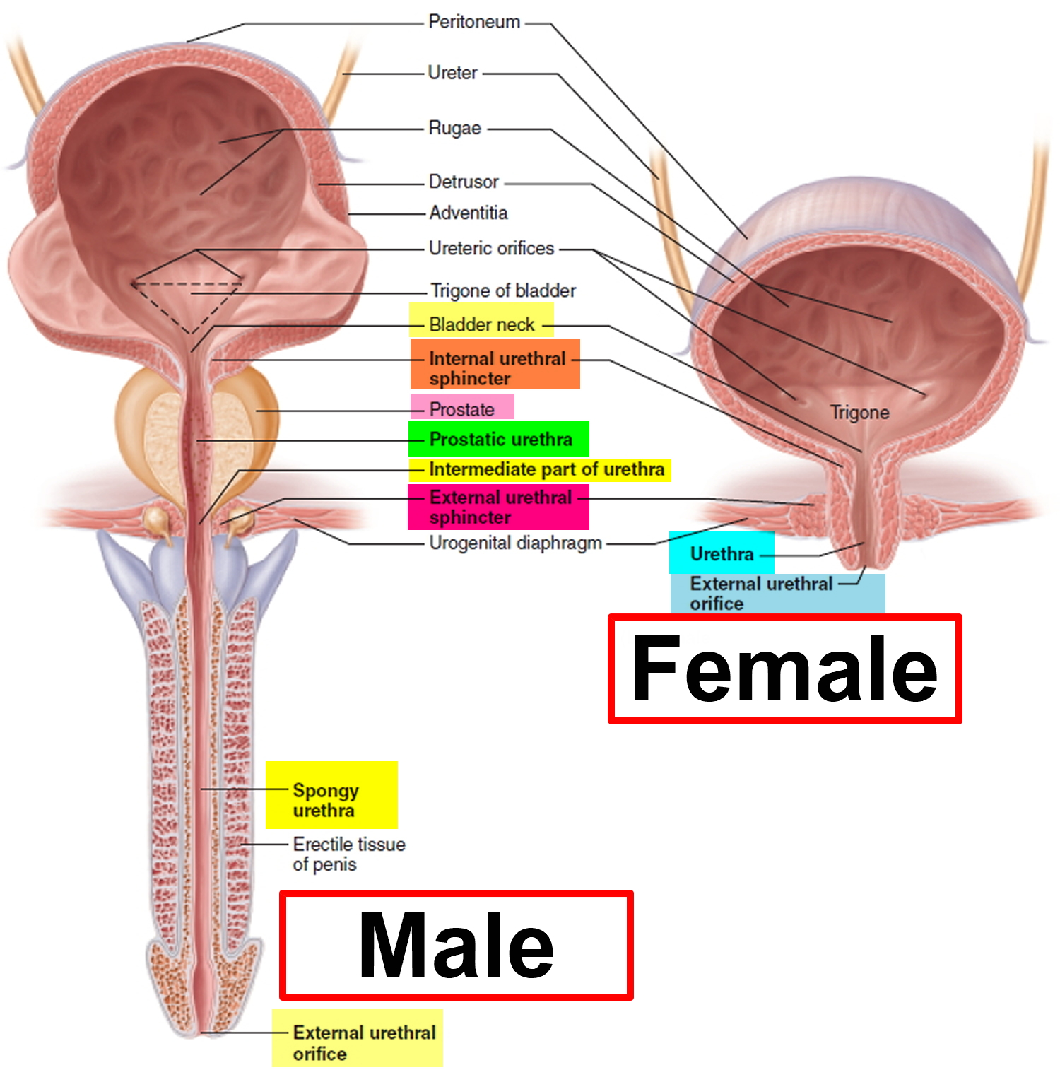 Urethra - Causes of Urethra Pain, Itchy, Burning Urethra - Stretching