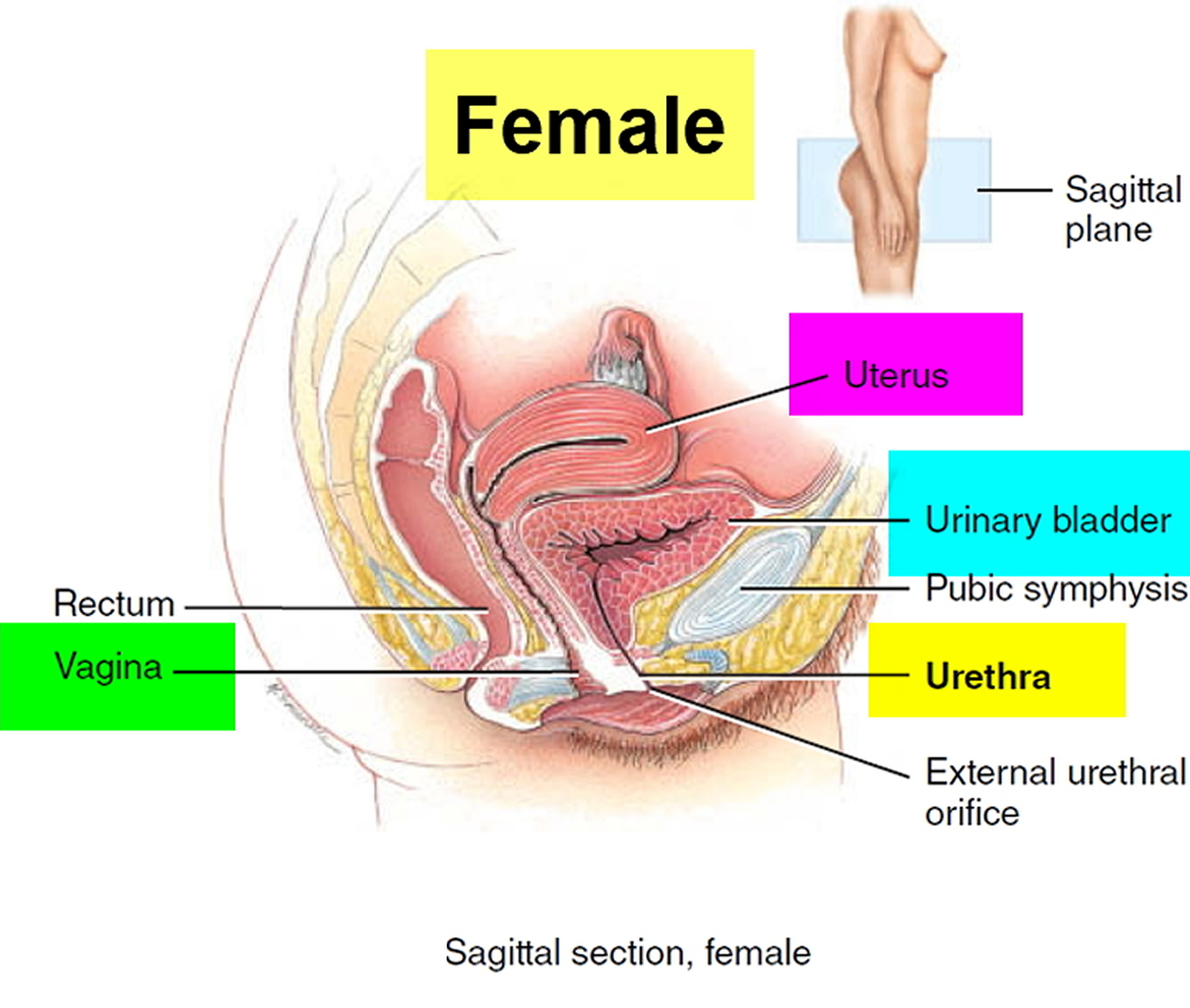 urinary-bladder-location