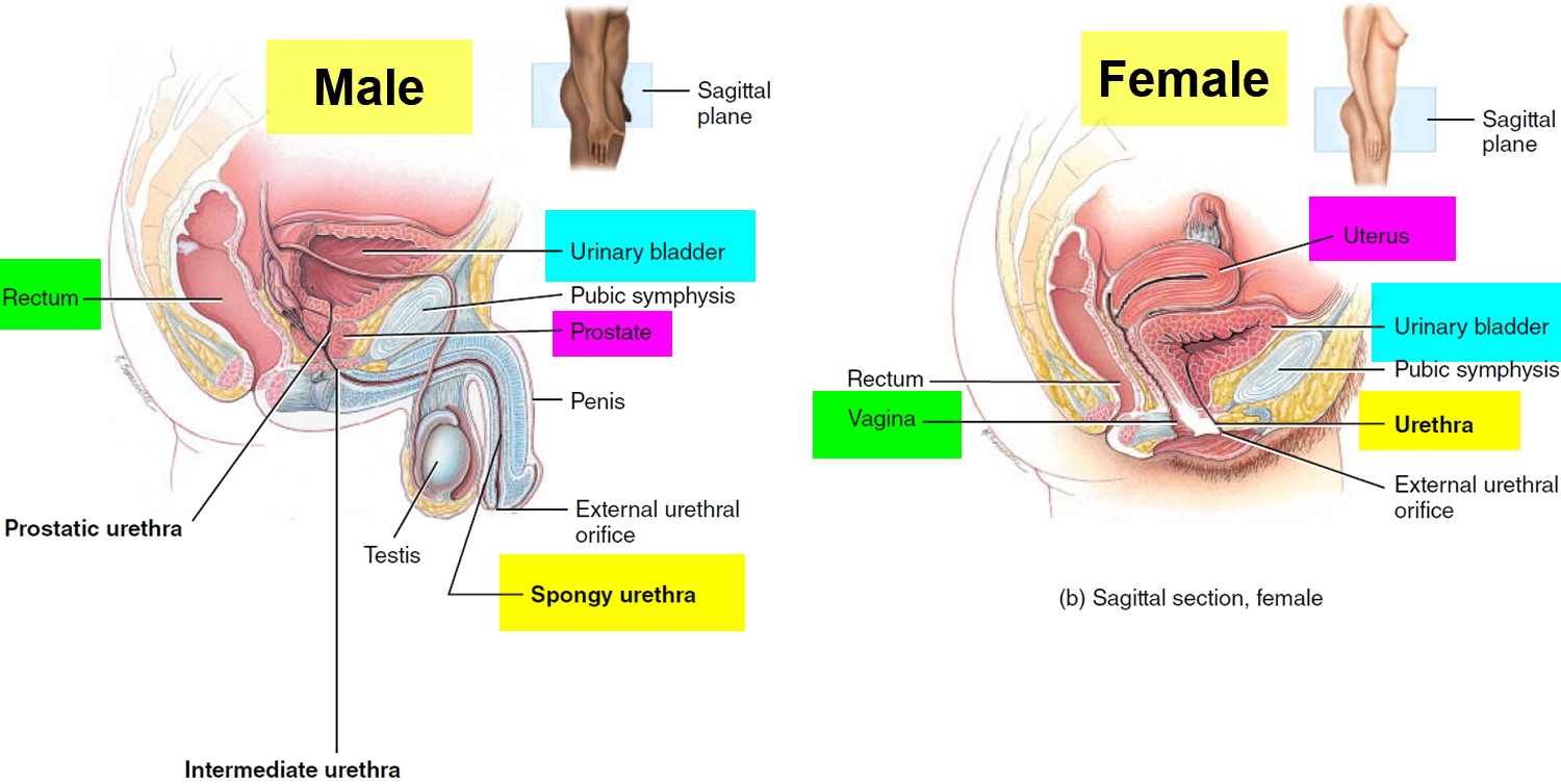 Girl with stretched bladder