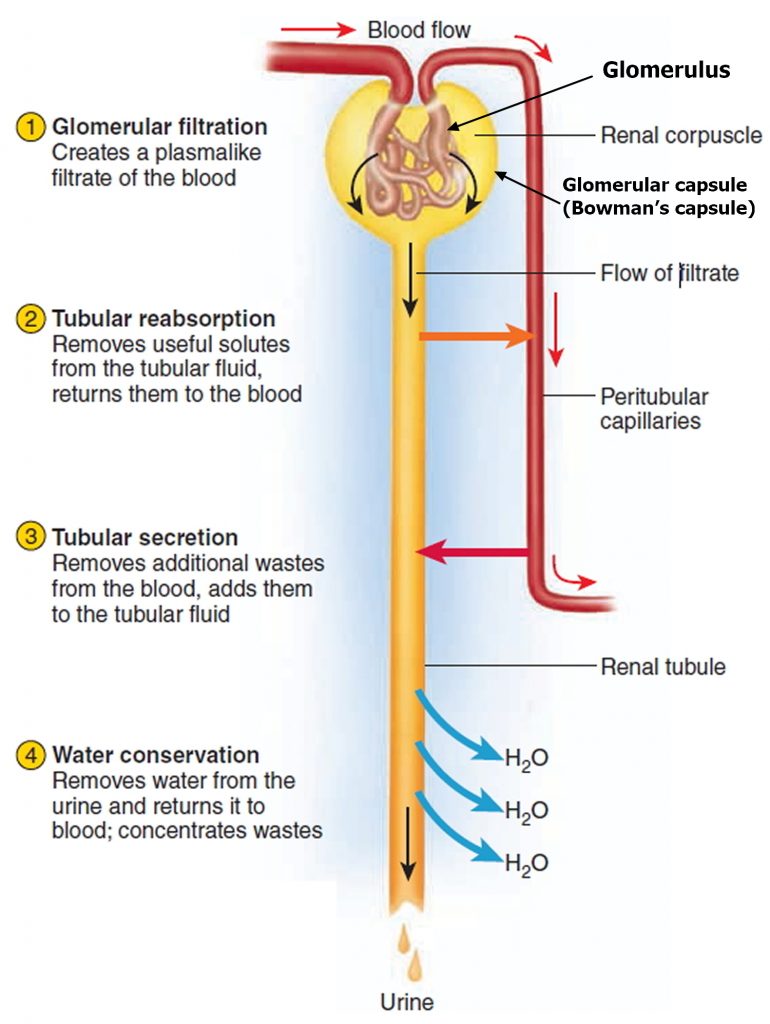 Renal Artery Function - Renal artery stenosis and Renal artery aneurysm