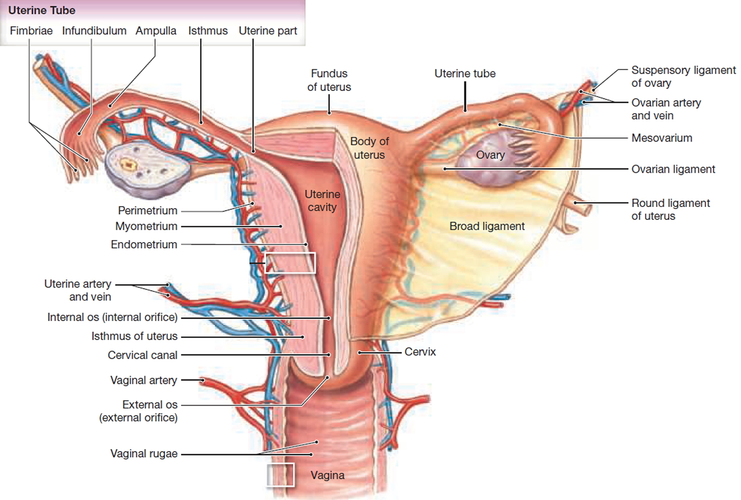 Uterus Anatomy Function Inverted Tipped Transplantation