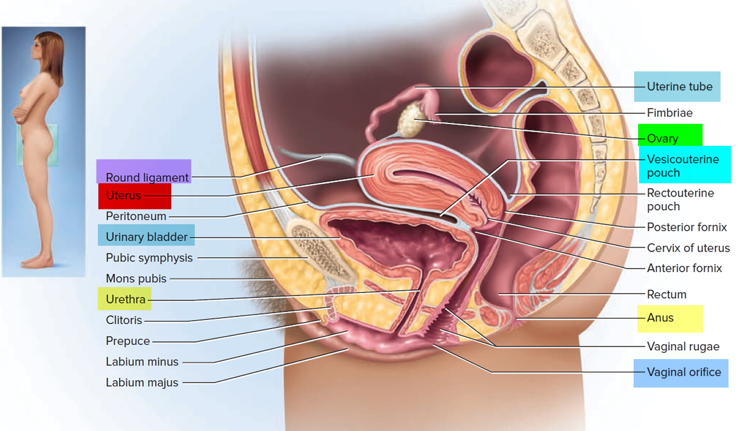 Uterus Anatomy Function Inverted Tipped Transplantation