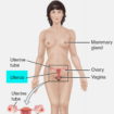 uterus location