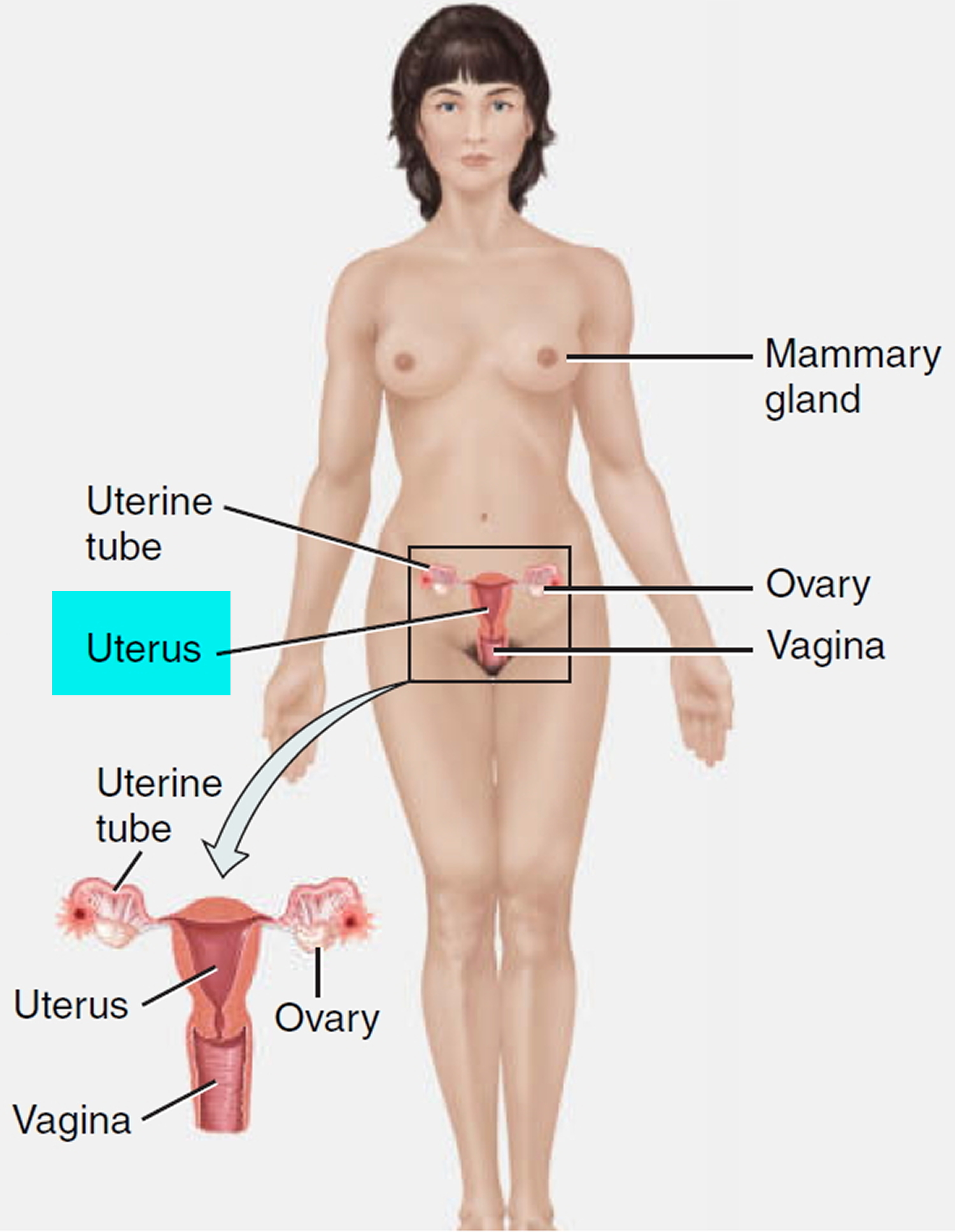 Uterus - Anatomy,Function, Inverted, Tipped  Transplantation-2313