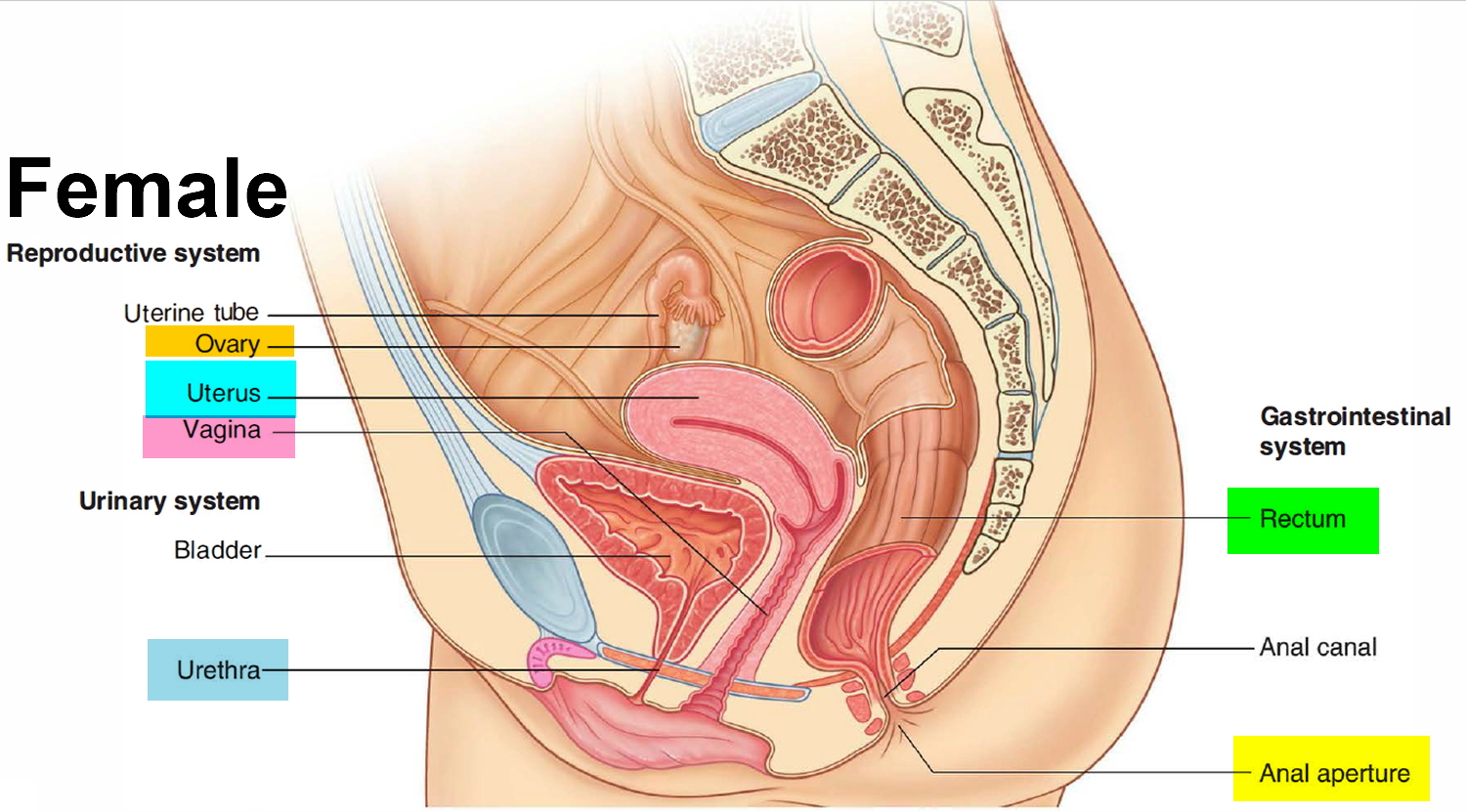 Medical Illustration Showing Difference Normal Uterus Prolapsed Uterus  Annotations Explaining Stock Vector by ©rob3000 404251672