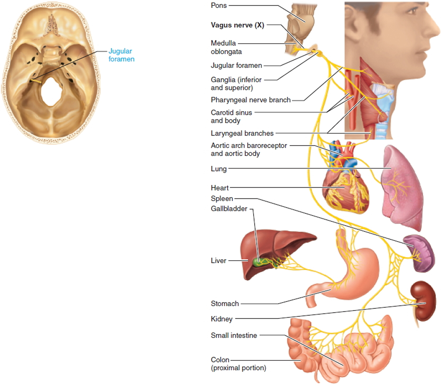 vagus nerve - cranial nerve 10