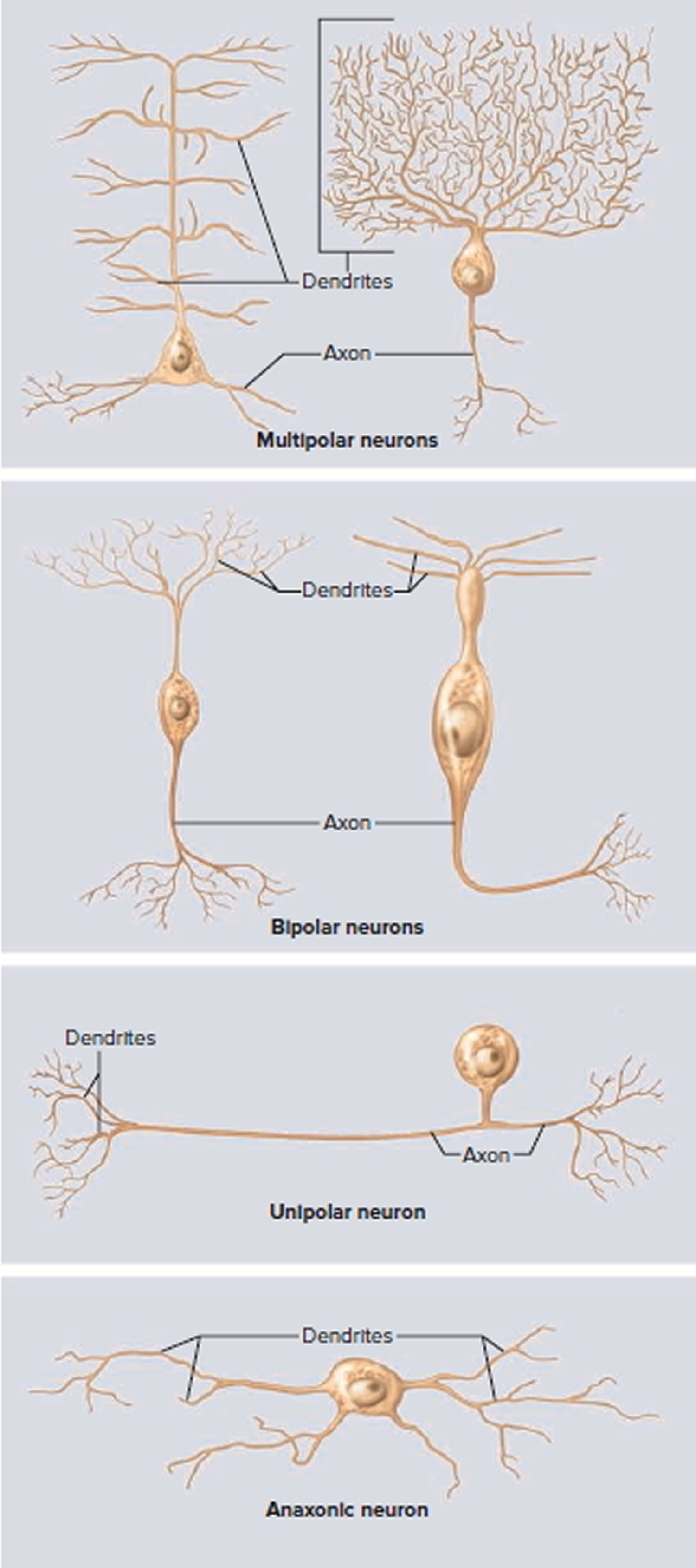 variation in neuron structure