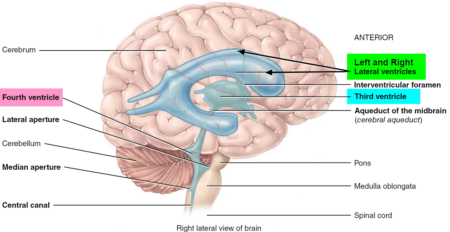 ventricles of the brain