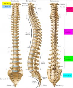 Spinal Cord Anatomy - Parts and Spinal Cord Functions