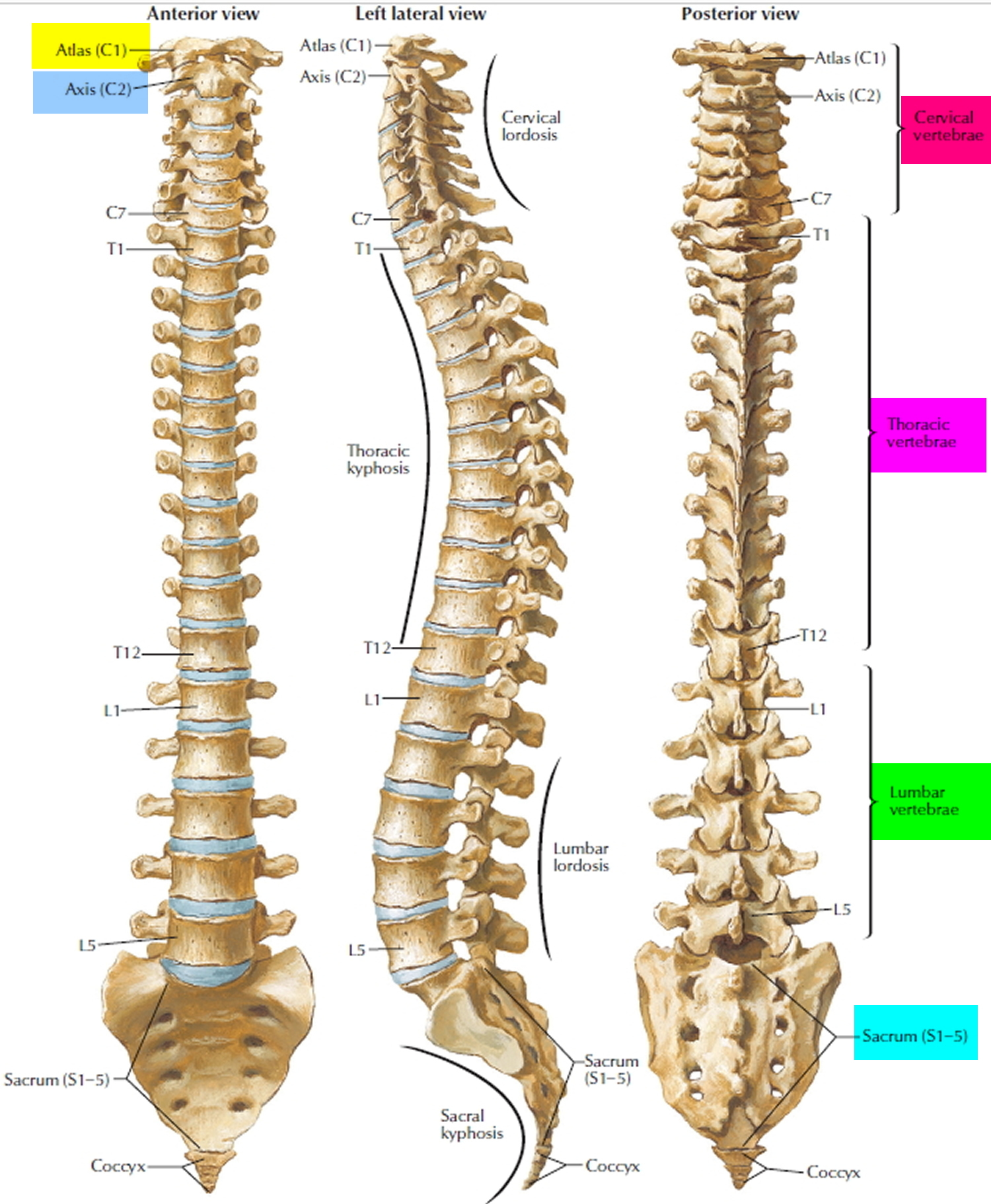 Spinal Cord Compression Causes, Symptoms, Diagnosis and Treatment