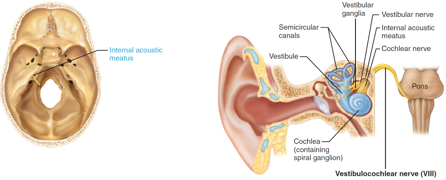 vestibulocochlear nerve - cranial nerve 8