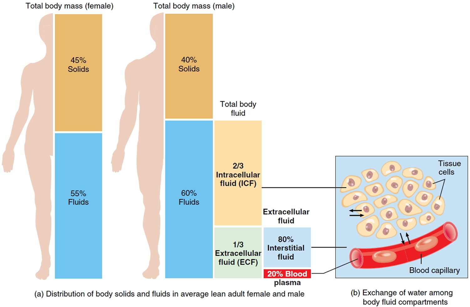 body fluid compartments and the percentages of each