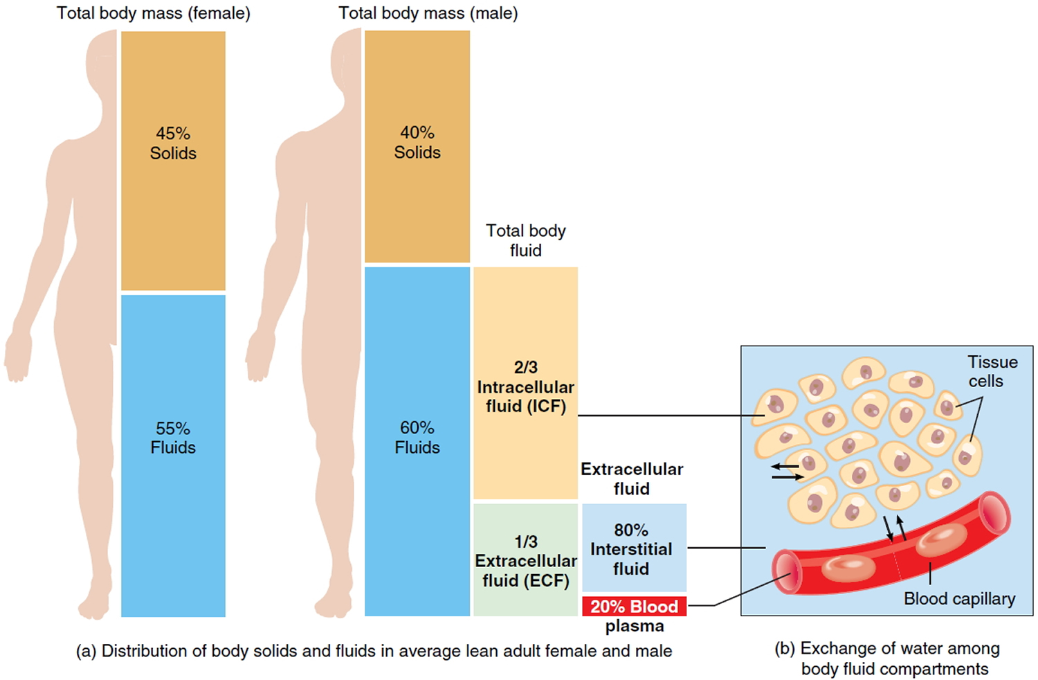 intracellular body fluid compartments