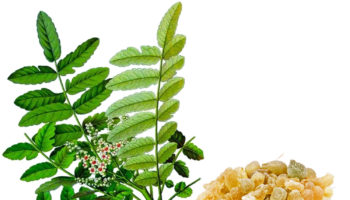 Boswellia-serrata