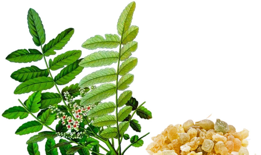 Boswellia-serrata