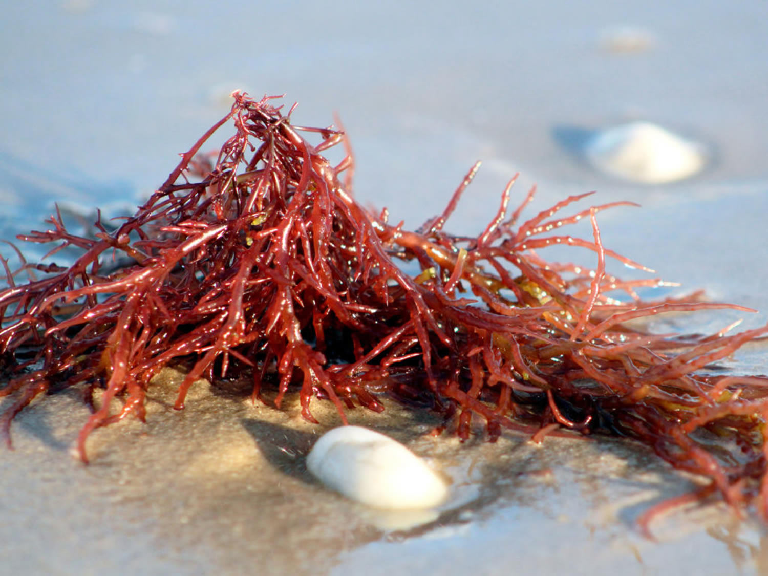 Вещество из морских водорослей