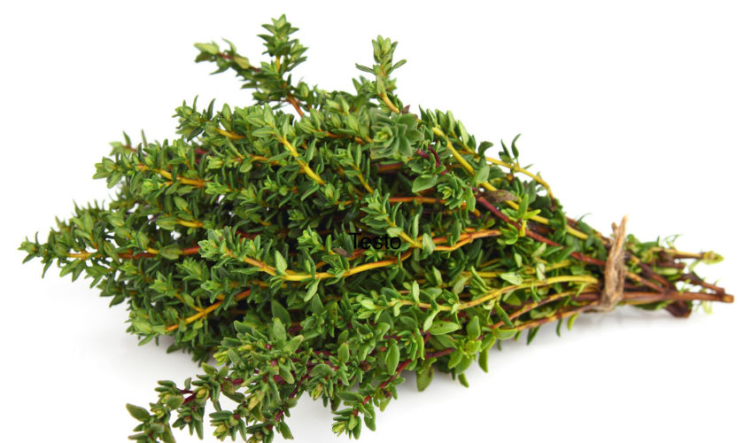 Fresh Thyme