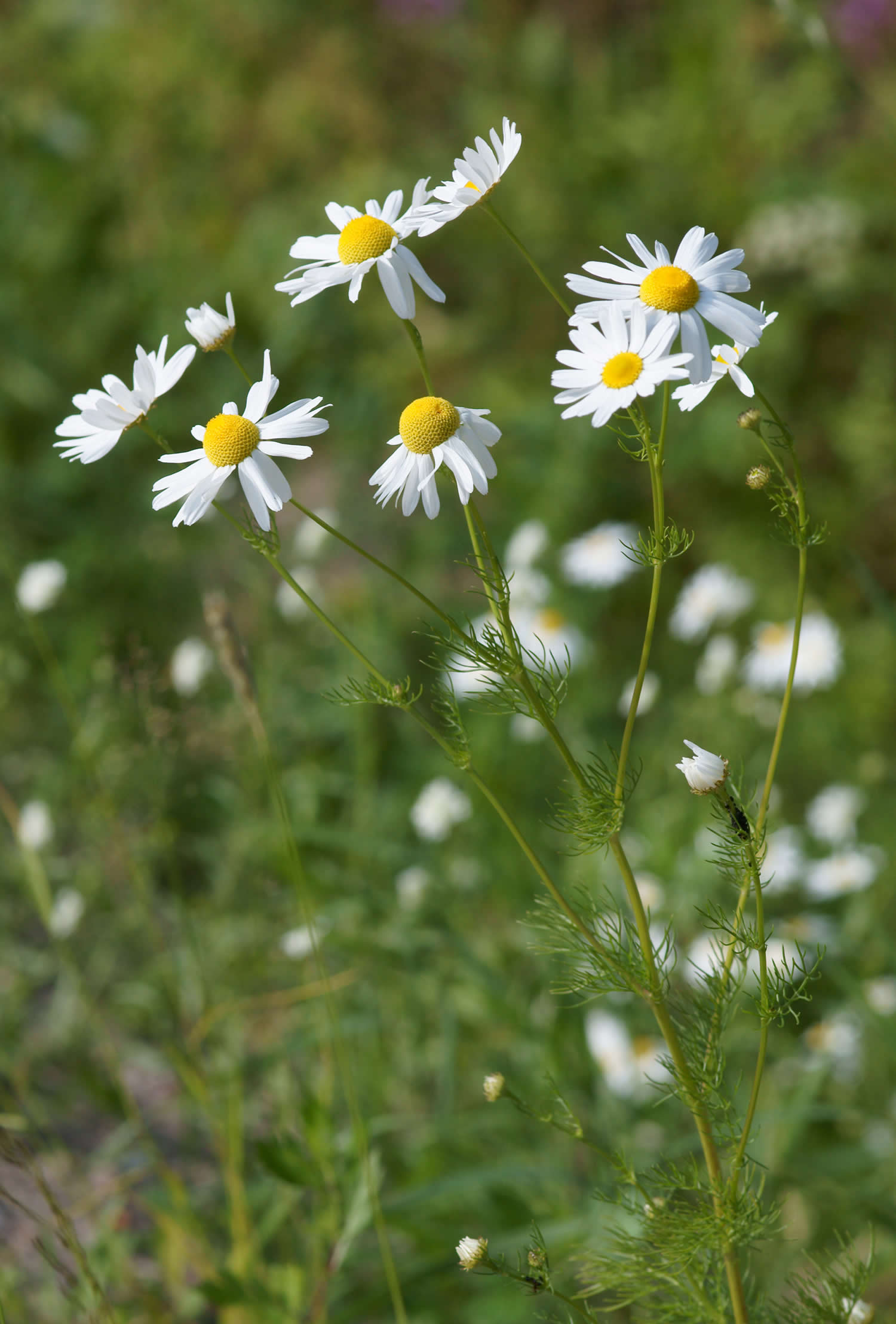 German camomile