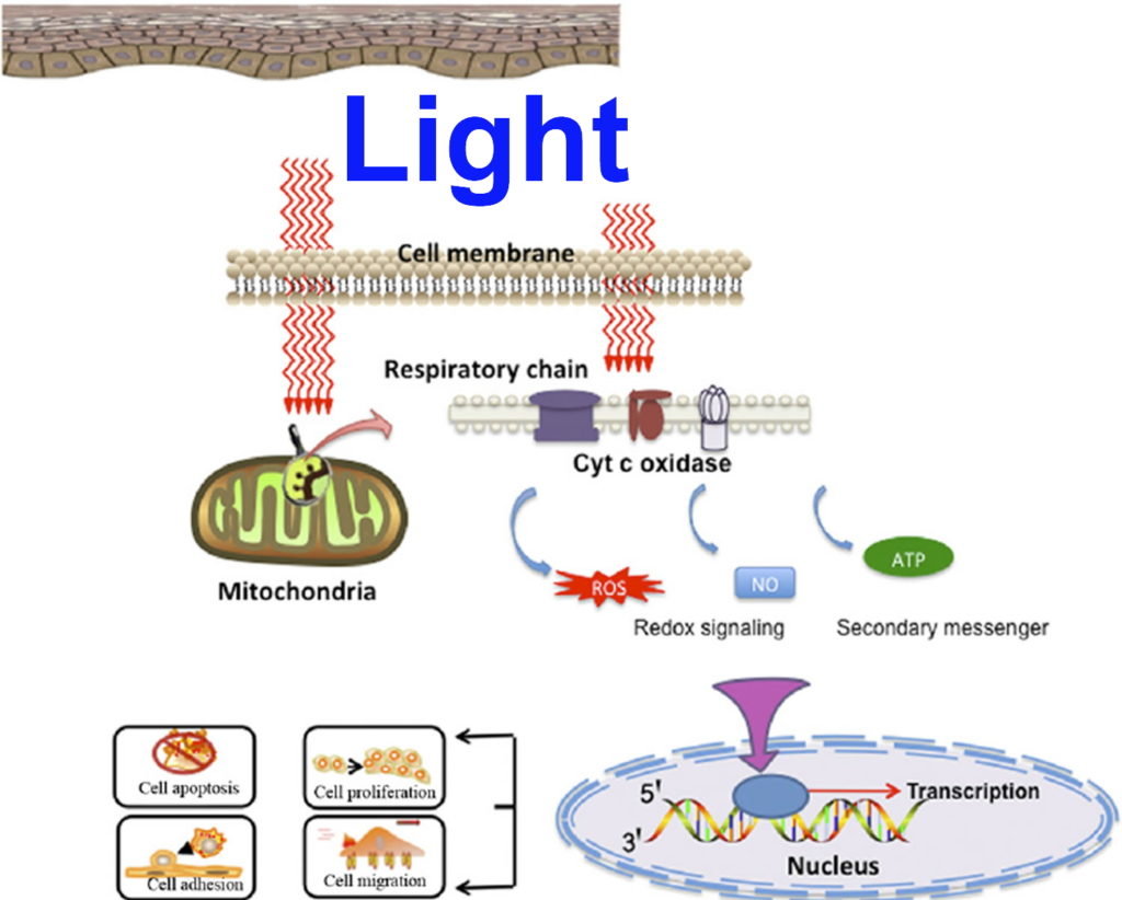 Photobiomodulation Therapy - How Does Photobiomodulation Work