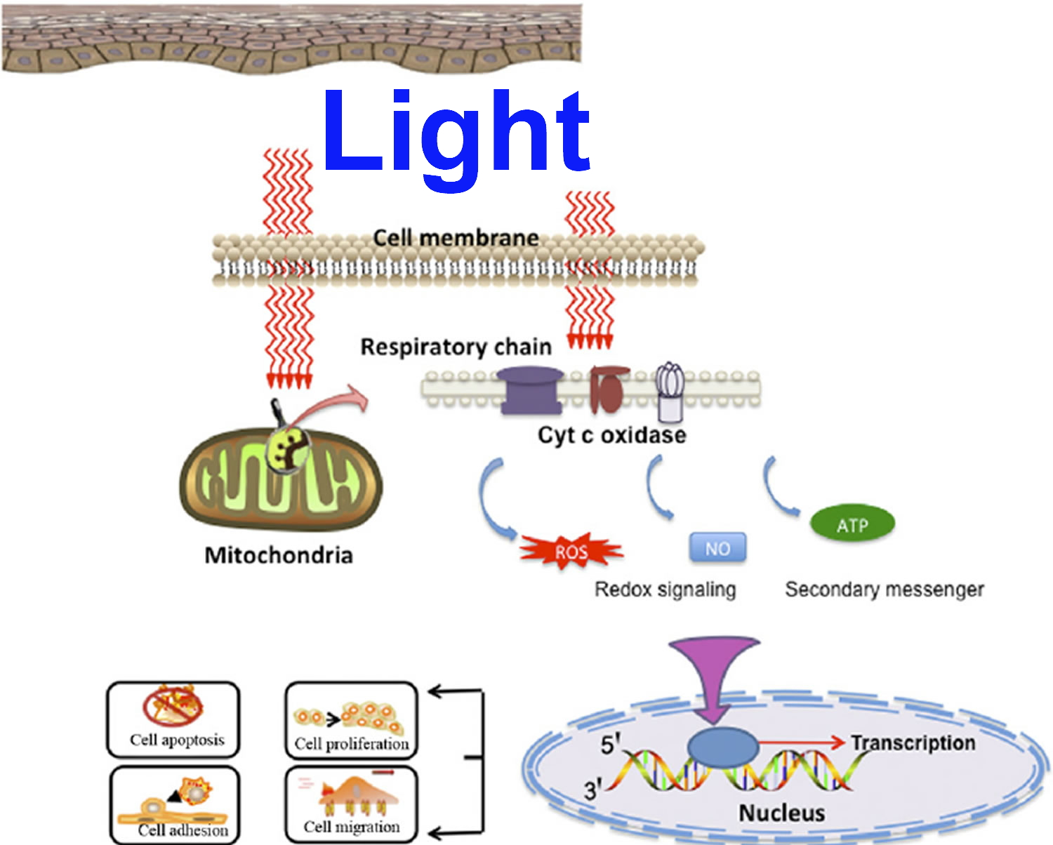 Photobiomodulation Therapy  How Does Photobiomodulation Work