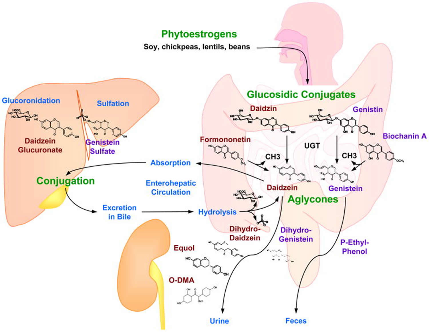 Phytoestrogens Metabolism