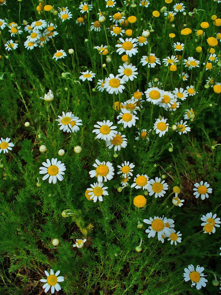 Camomile Flower - Tea, Oil - Uses & Health Benefits