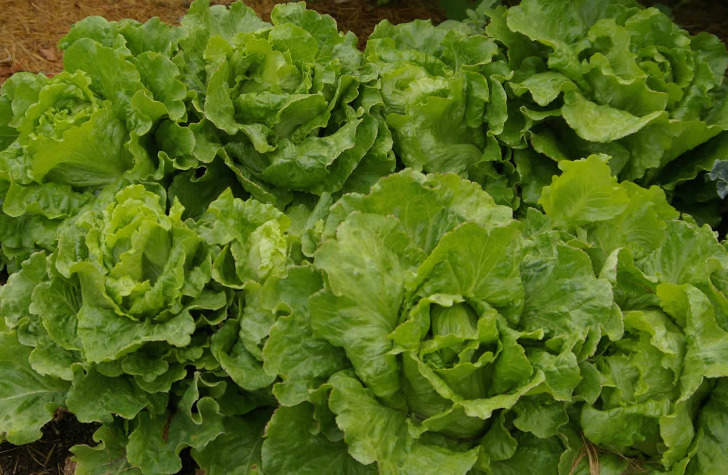 Summer crisp lettuce