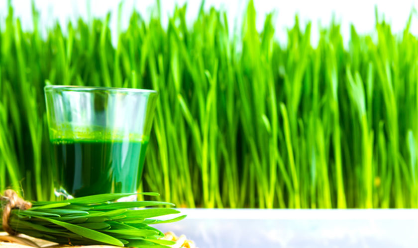 Wheatgrass