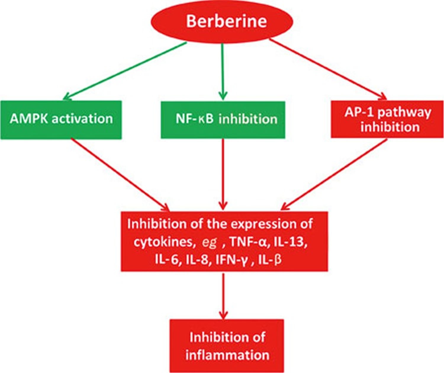 anti-inflammatory effect of berberine