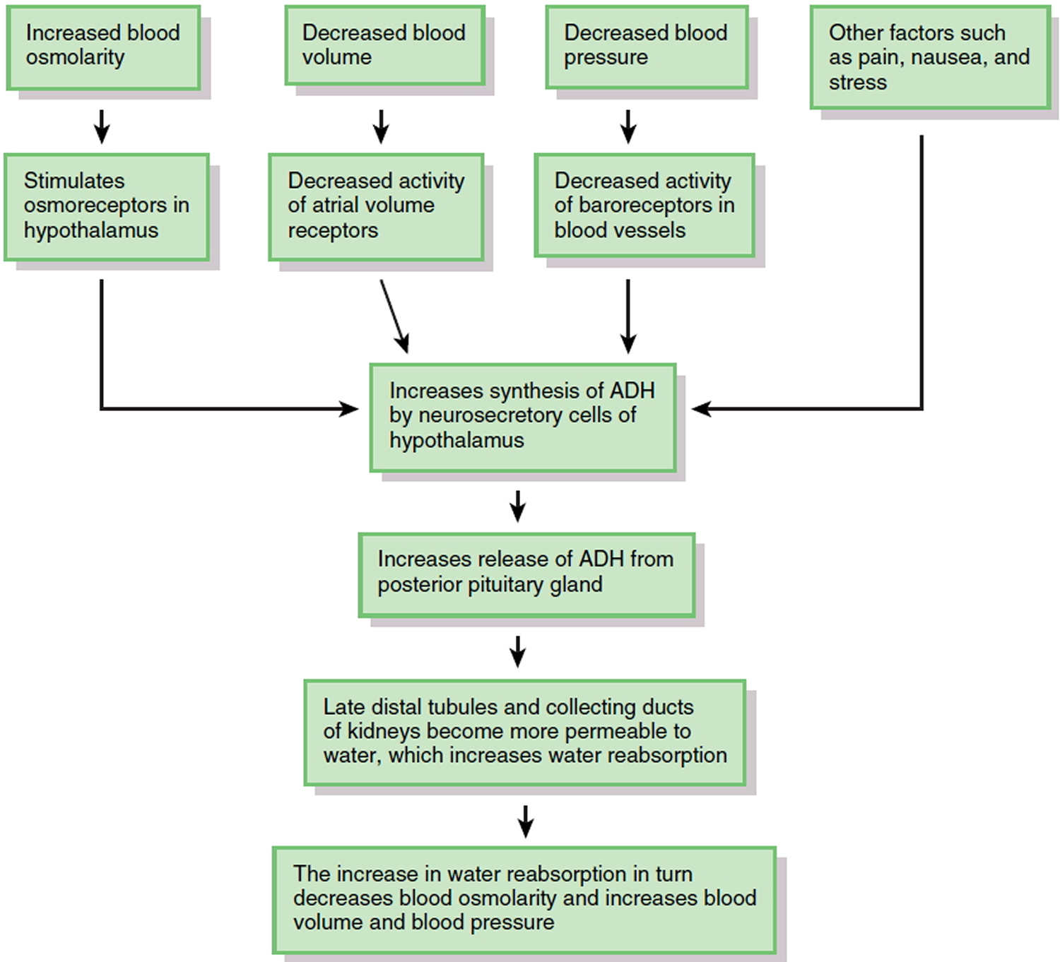 antidiuretic hormone in water balance